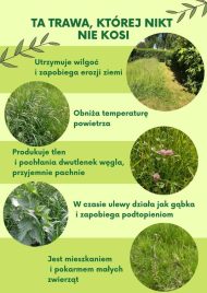 TrawaNieKoszona