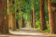avenue-2215317
