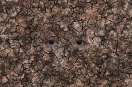 eyes-6511445