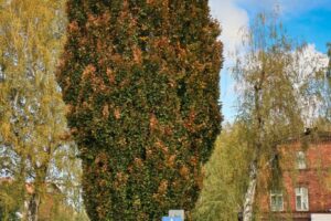 CAN_8278_11 CAN_8278_11