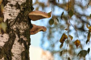 CAN_8284_17 CAN_8284_17