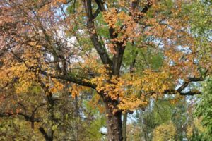 CAN_8299_32 CAN_8299_32