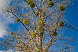 CAN_8359_92 CAN_8359_92