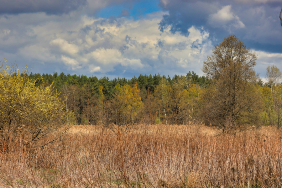 CAN_0312 CAN_0312