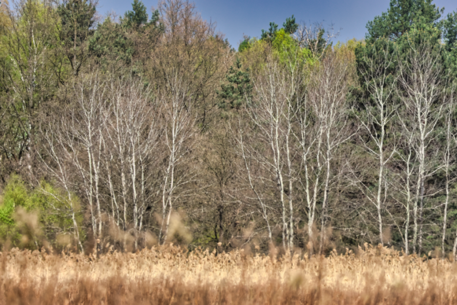 CAN_0321 CAN_0321