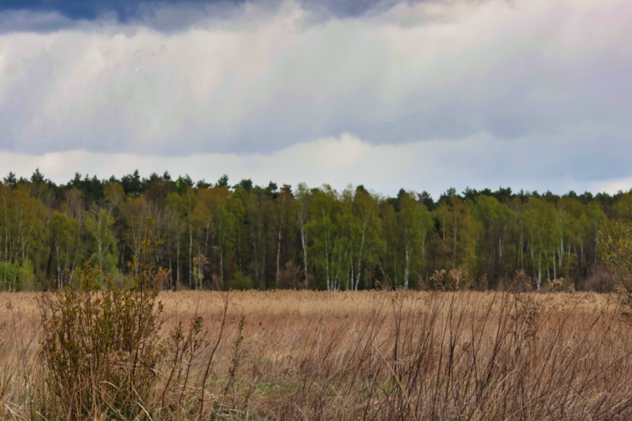 CAN_0342 CAN_0342