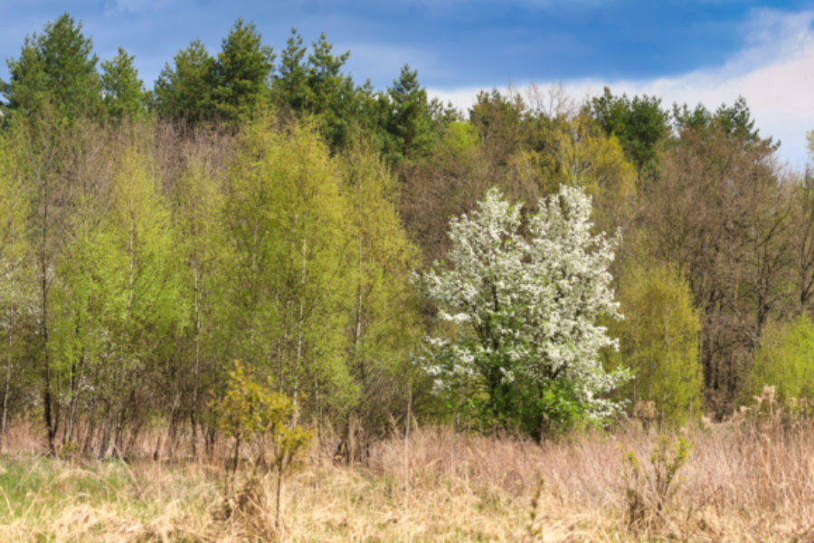 CAN_0381 CAN_0381