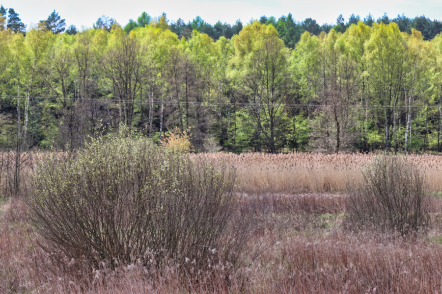 CAN_0453 CAN_0453